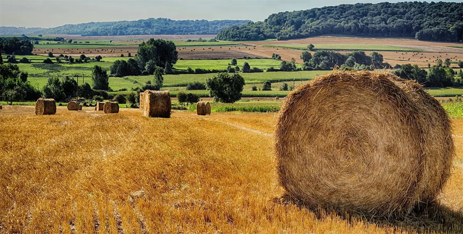 The Development Trend of Paper Packaging (3).webp