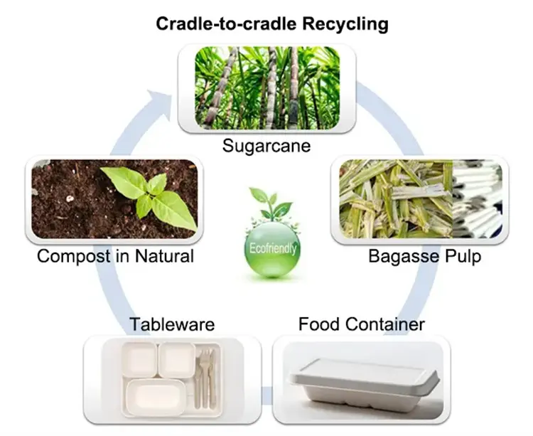 What Can Bagasse Be Used to Do (2).webp